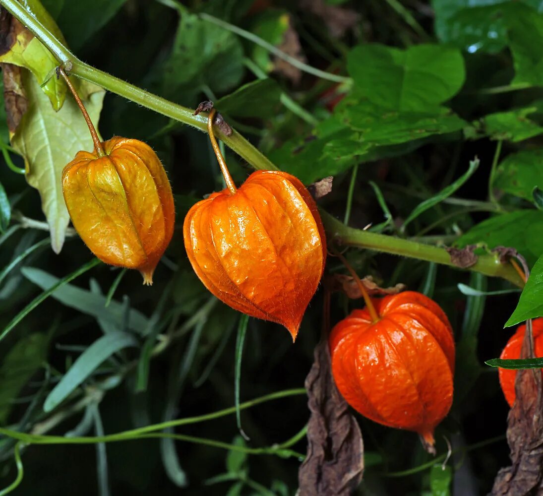 Растение физалис фото как выглядит Alkekengi officinarum - Image of an specimen - Plantarium