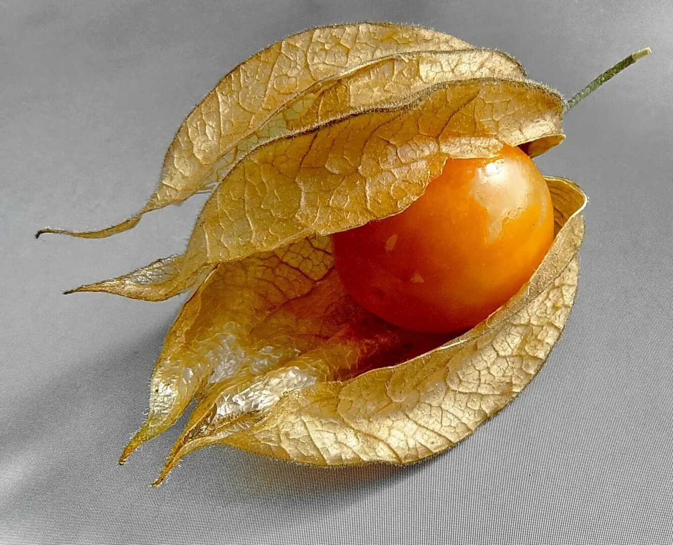 Растение физалис фото как выглядит Physalis