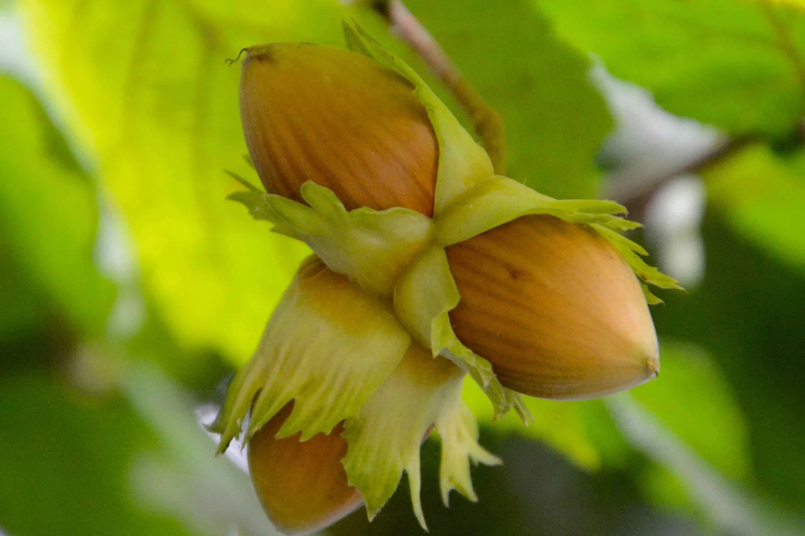 Растение фундук как выглядит Орех juglans regia targo купить с доставкой из Польши с Allegro на FastBox 96841