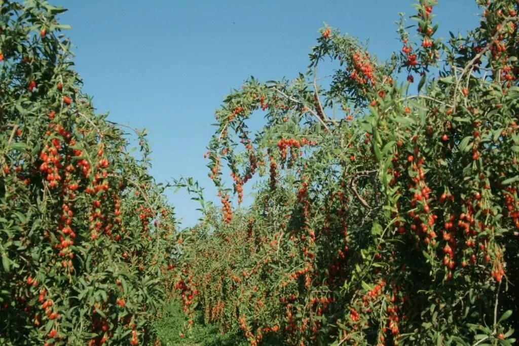 Растение годжи описание как выглядит Piante di Goji (Goji plants) Goji berries plant, Plants, Goji berries