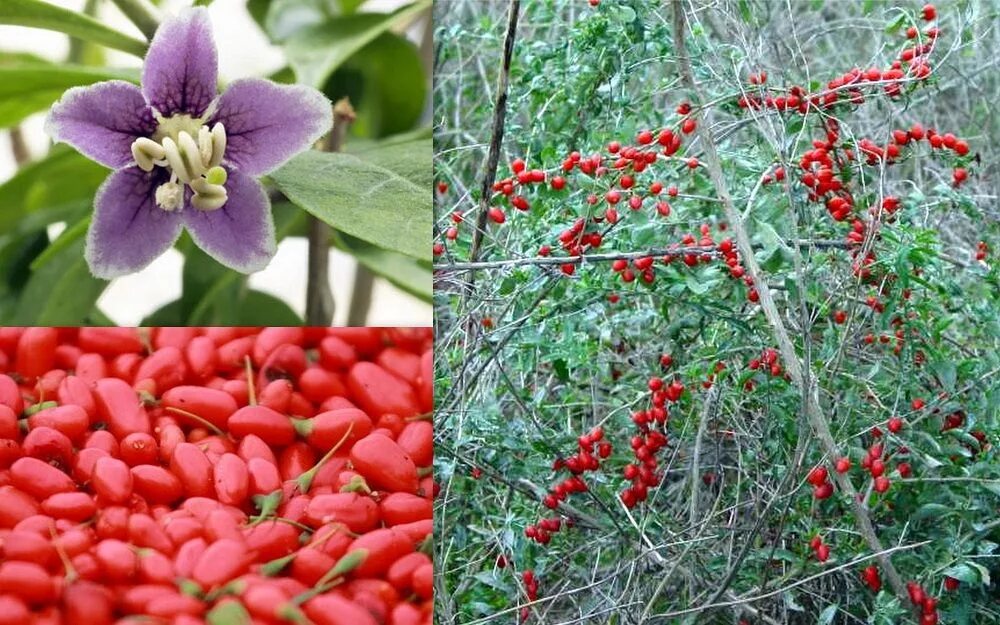 Растение годжи описание как выглядит Lycium Barbarum Red Goji Wolf Berry Seeds Fair Dinkum Seeds Plants, Heirloom see