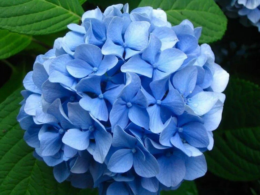 Растение гортензия фото How to Plant and Care for Colorful Bigleaf Hydrangeas Expensive flowers, Best fl