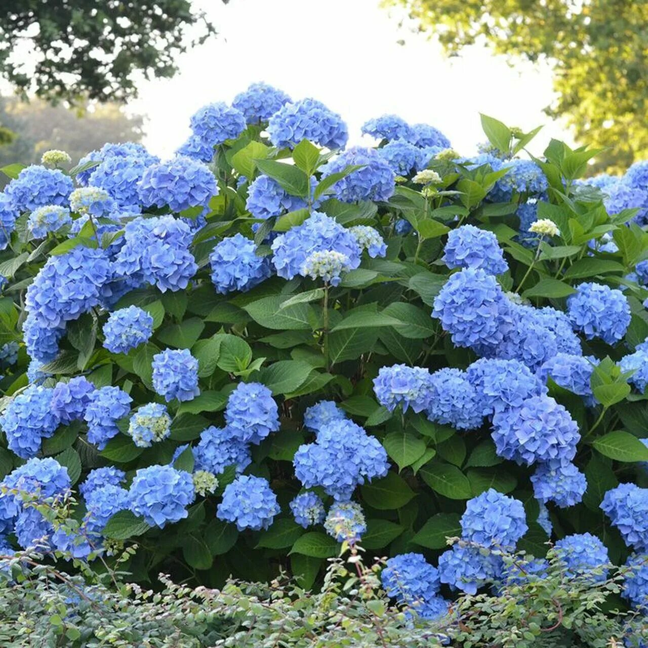 Растение гортензия фото Крупнолистные : Hydrangea macrophylla Endless Summer Original. Гортензия крупнол