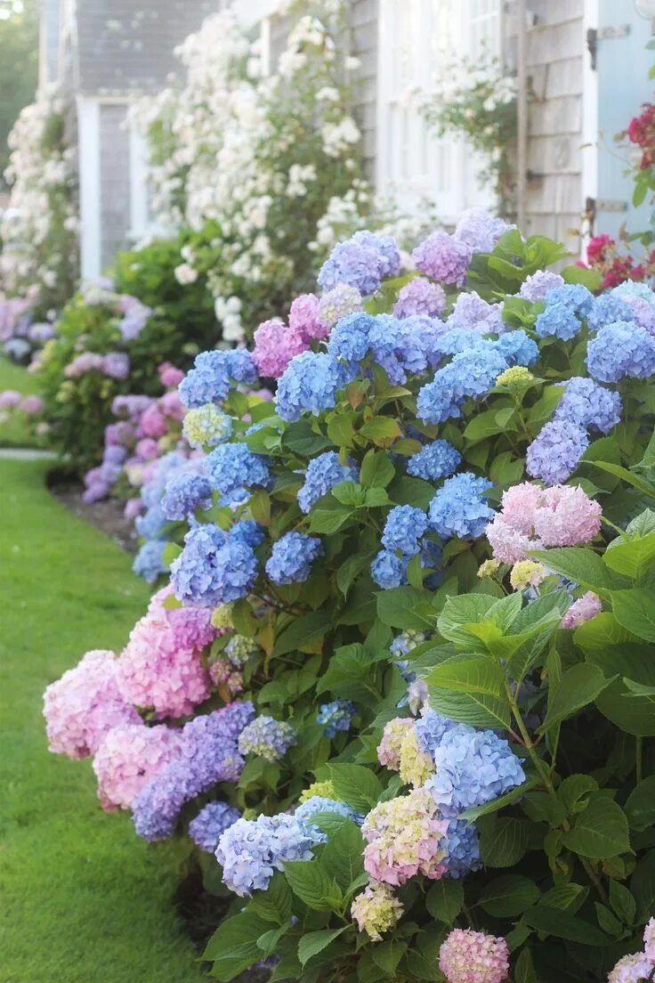 Растение гортензия фото Old North Wharf in Nantucket - Kristy & New England Hydrangea garden, Beautiful 