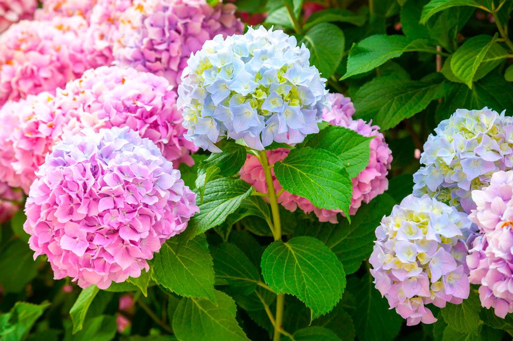 Растение гортензия фото Гортензия Bunga hydrangea, Hydrangea, Tanaman semak