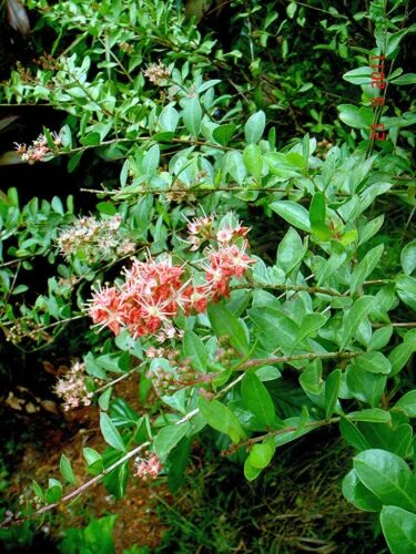 Растение хна как выглядит фото 1000 Graines de Henné 'Lawsonia Inermis' Henna Mehandi seeds eBay