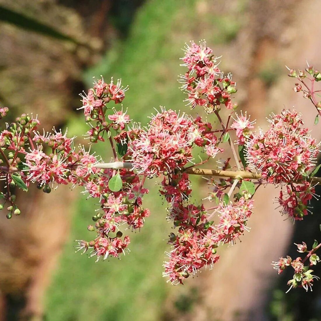 Растение хна как выглядит фото Купить Семена Хны (Lawsonia inermis)