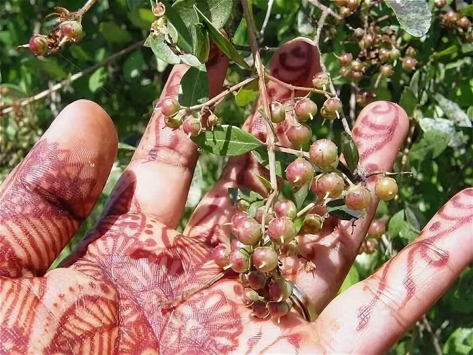 Растение хна как выглядит фото How to grow Henna (Mehandi) plant & Uses - YouTube