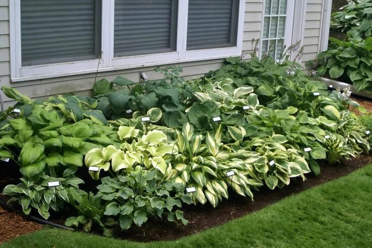 Растение хоста на дачных участках фото Funkia Hosta GREAT EXPECTATIONS donica /PRODUCENT - 5913575891 - oficjalne archi