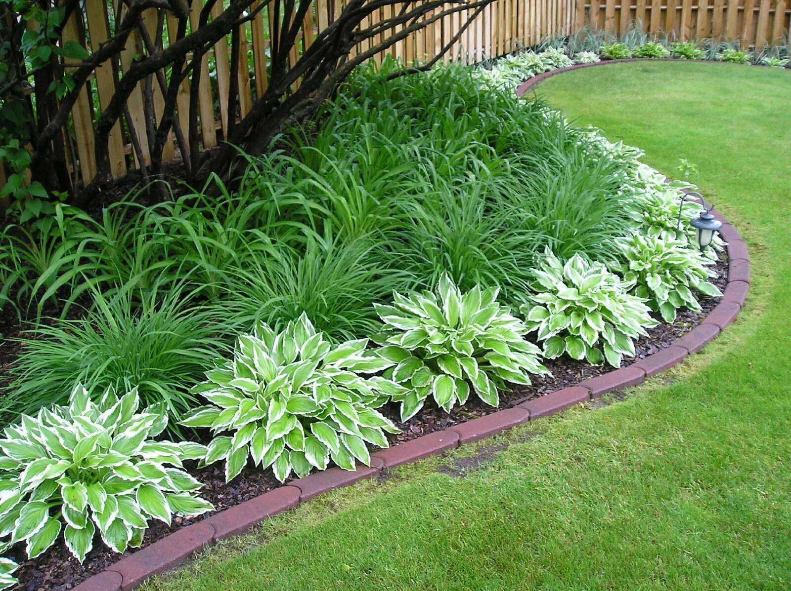 Растение хоста на дачных участках фото Daylilies & Hostas Diy landscaping, Backyard landscaping plans, Easy landscaping