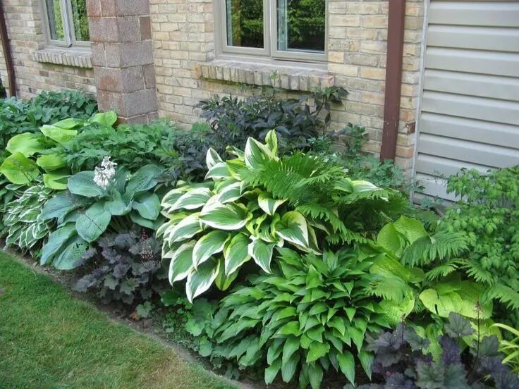 Растение хоста на дачных участках фото chryssa-flowers.us Hosta gardens, Shade plants, Shade garden