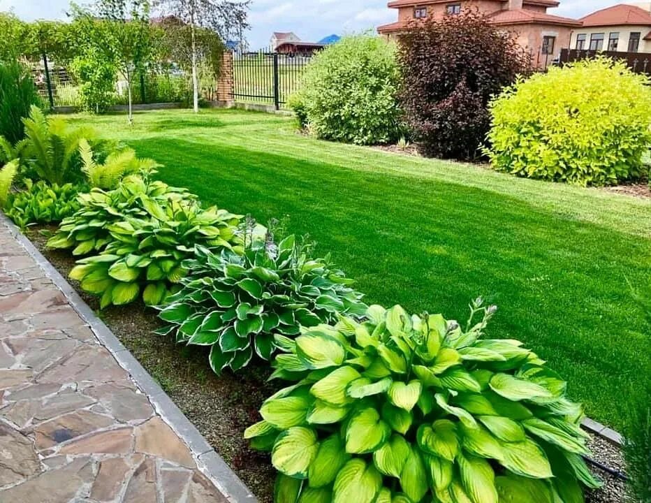 Растение хоста на дачных участках фото Ландшафтный дизайн участка Outdoor, Outdoor decor, Garden