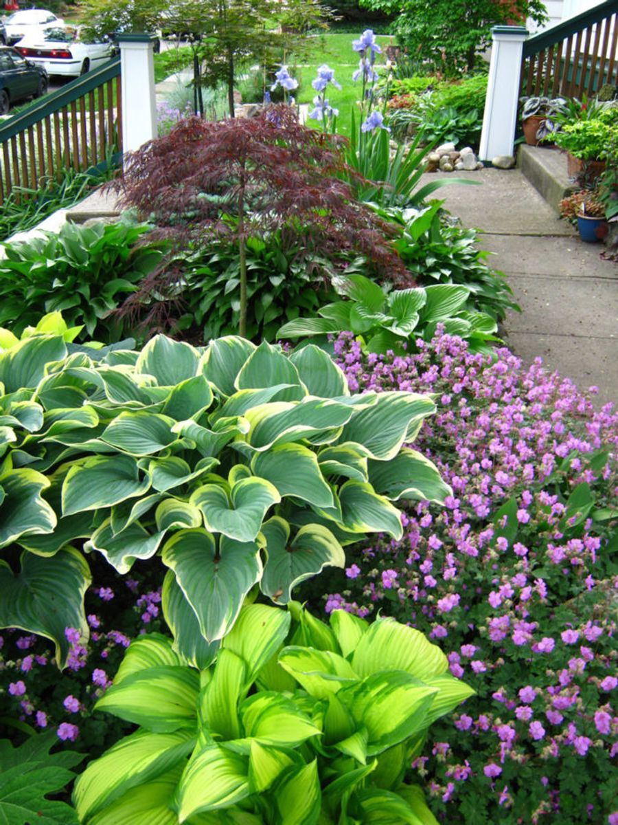 Растение хоста на дачных участках фото READER PHOTOS! Tim's garden in Ohio in Springtime - FineGardening Shade garden, 