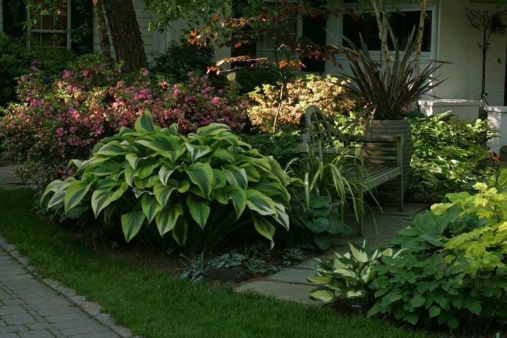 Растение хоста на дачных участках фото How to Plant and Grow Gorgeous, Shade-Loving Hosta Plants Hosta plants, Hosta ga