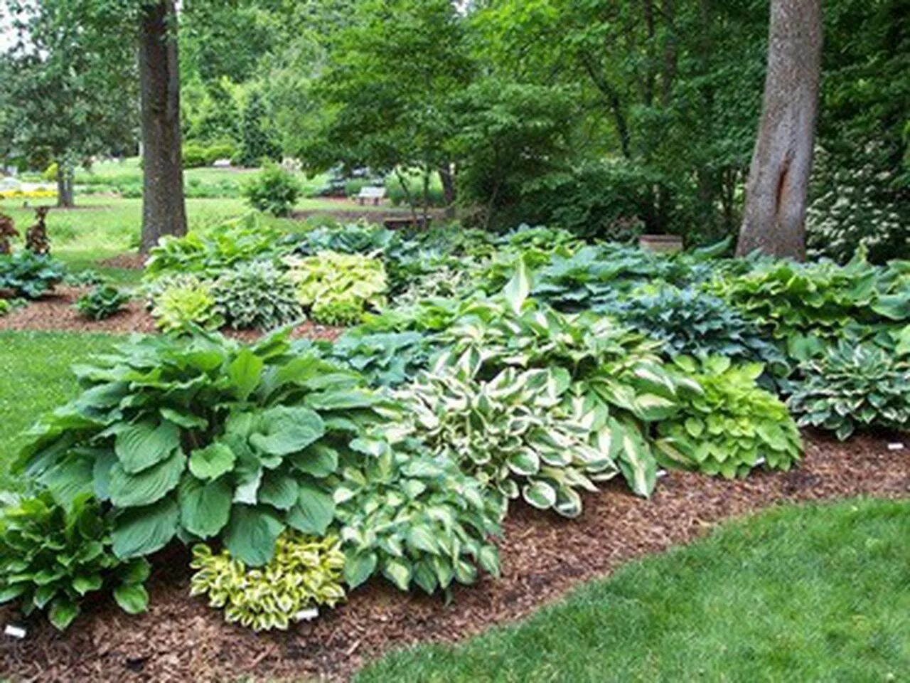 Растение хоста на дачных участках фото LAWN AND GARDEN: Hosta's toughness, variety make it a popular landscaping choice