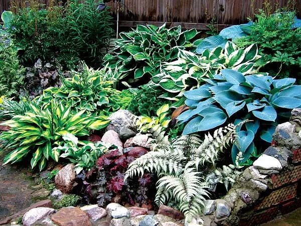 Растение хоста на дачных участках фото Такая незаменимая хоста! Hosta gardens, Shade garden, Ground cover plants