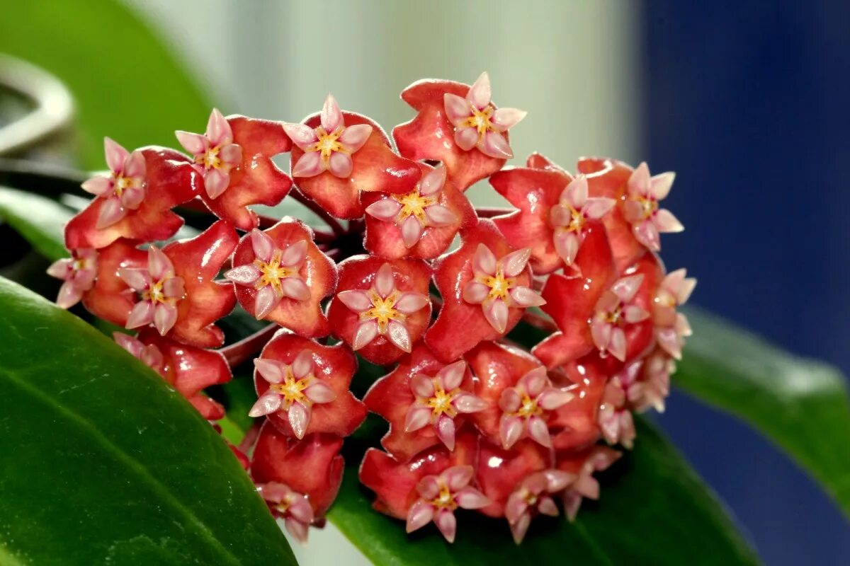 Растение хойя фото уход в домашних условиях H. ilagiorum (Just the Flowers Ma’am!) Vermont Hoyas