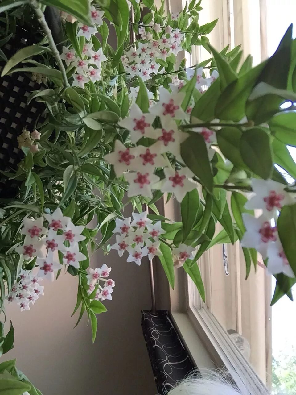 Растение хойя фото уход в домашних условиях Mary's Hoya Bella Hoya plants, Indoor flowers, House plants