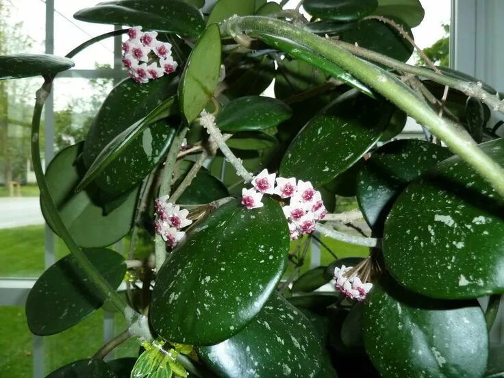 Растение хойя фото уход в домашних условиях Hoya obovata Hoya plants, Hoya obovata, House plants