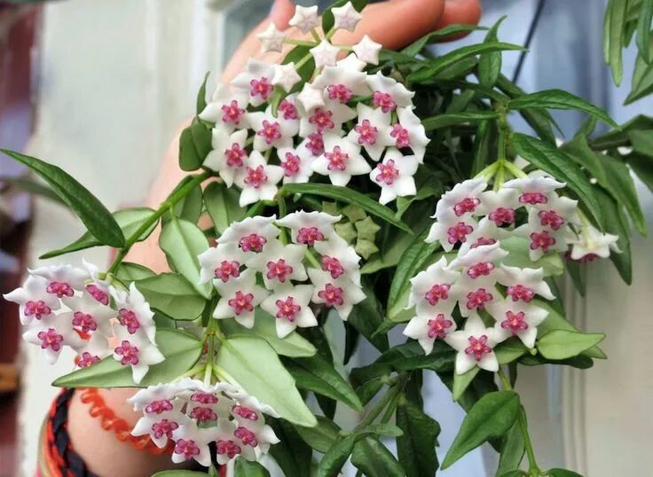 Растение хойя фото уход в домашних условиях LIMITED Hoya Bella Hoya Hanging Pot Miniature Wax Plant House Plant Hanging Vine