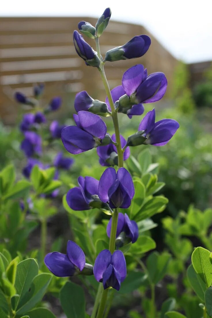 Растение индиго как выглядит Blue Wild Indigo (Baptisia australis) is a native plant with beautiful flowers a