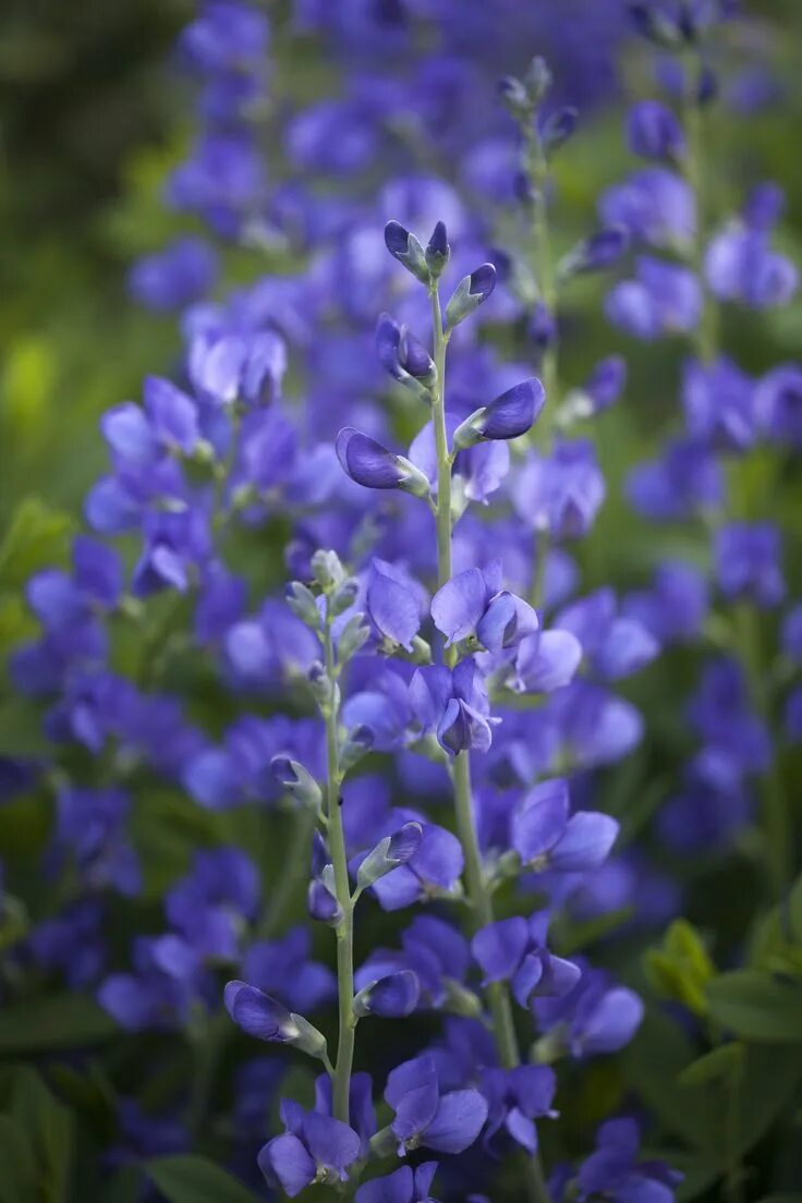 Растение индиго как выглядит Baptisia australis A particularly fine plant for growing at the back of the bord