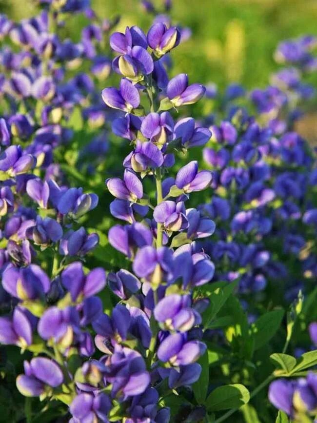 Растение индиго как выглядит Baptisia Blueberry Sundae (False Indigo, Wild Indigo) Spring hill nursery, Plant