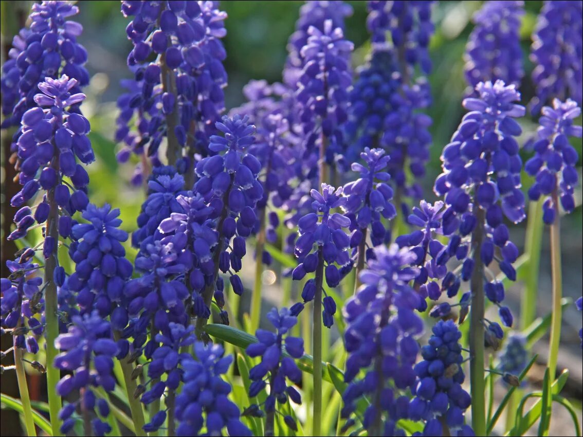 Растение индиго как выглядит Muscari armeniacum - Image of an specimen - Plantarium