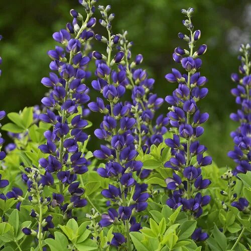 Растение индиго как выглядит Decadence ® 'Sparkling Sapphires' - False Indigo - Baptisia hybrid Proven Winner