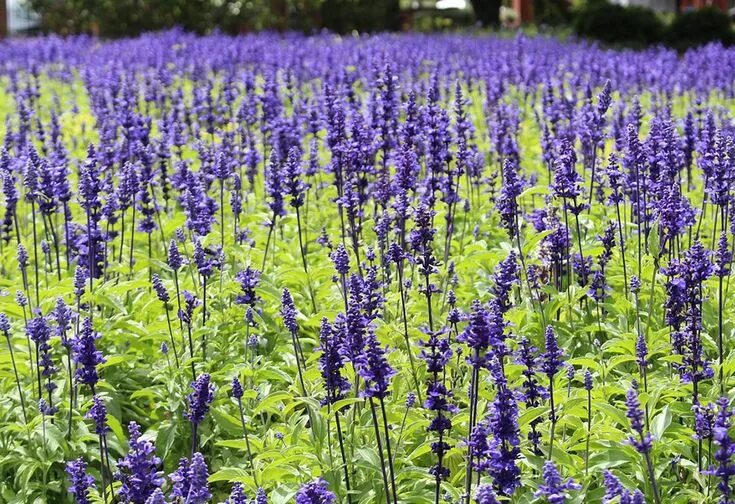 Растение индиго как выглядит Native Plants of Ontario You Should Grow in Your Garden Eising Greenhouse and Ga