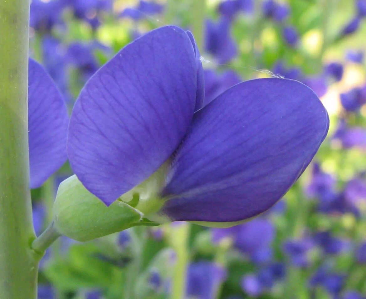 Растение индиго как выглядит File:Baptisia australis - false blue indigo - desc-flower side view.jpg - Wikipe