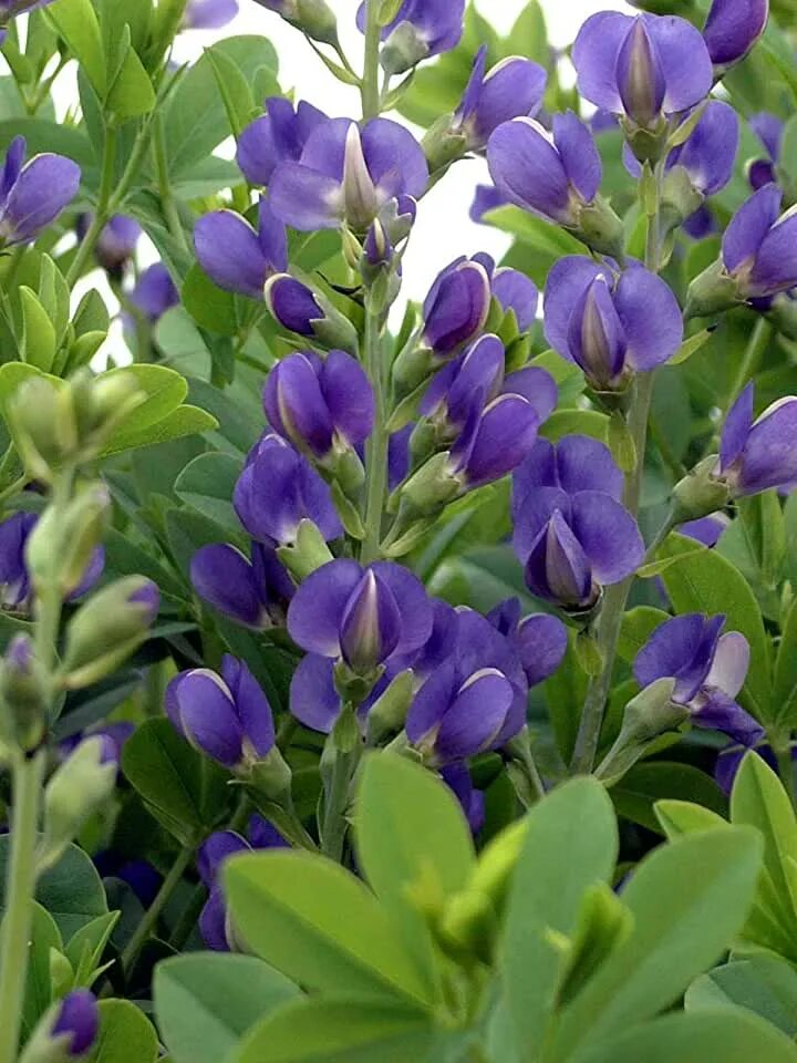 Растение индиго как выглядит Amazon.com: Hedge & Shrub Plants & Seeds - Blue / Hedge & Shrub Plants & Seeds /