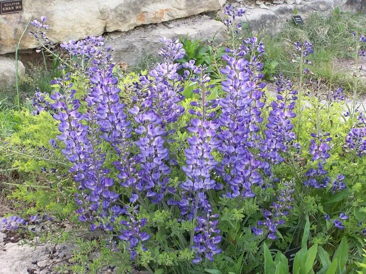 Растение индиго как выглядит Baptisia Australis (Blue False Indigo)