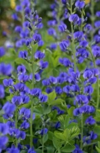 Растение индиго как выглядит Blue False Indigo Hardy mini shrub! Fresh viable seeds! Long lasting flowers! eB