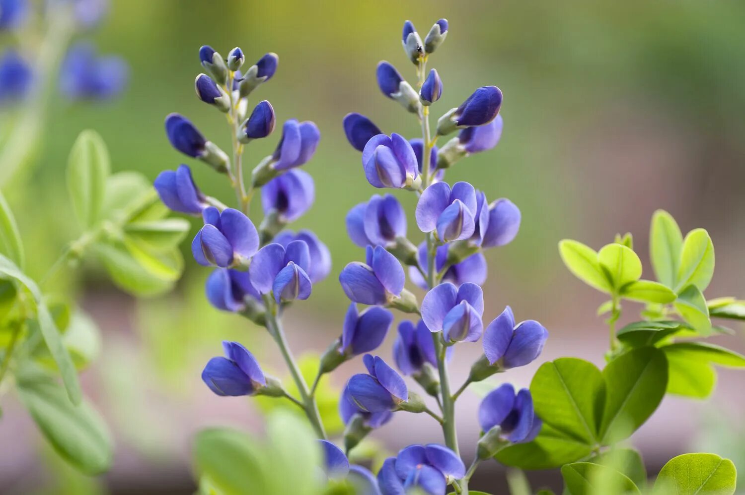 Растение индиго как выглядит How to Grow and Care for False Indigo (Wild Indigo)