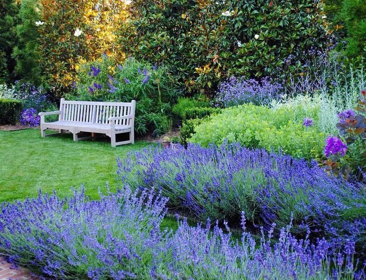 Растение используемое в ландшафтном дизайне In honor of this very early spring, my blue and purple garden at our former home