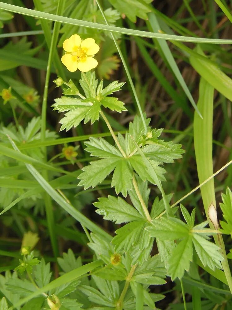 Растение калган как выглядит и где растет Potentilla erecta - Image of an specimen - Plantarium