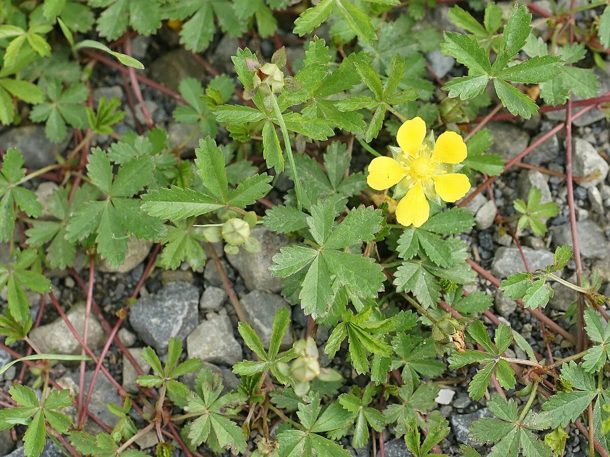 Растение калган как выглядит и где растет File:Potentilla reptans (plant).jpg - Wikipedia