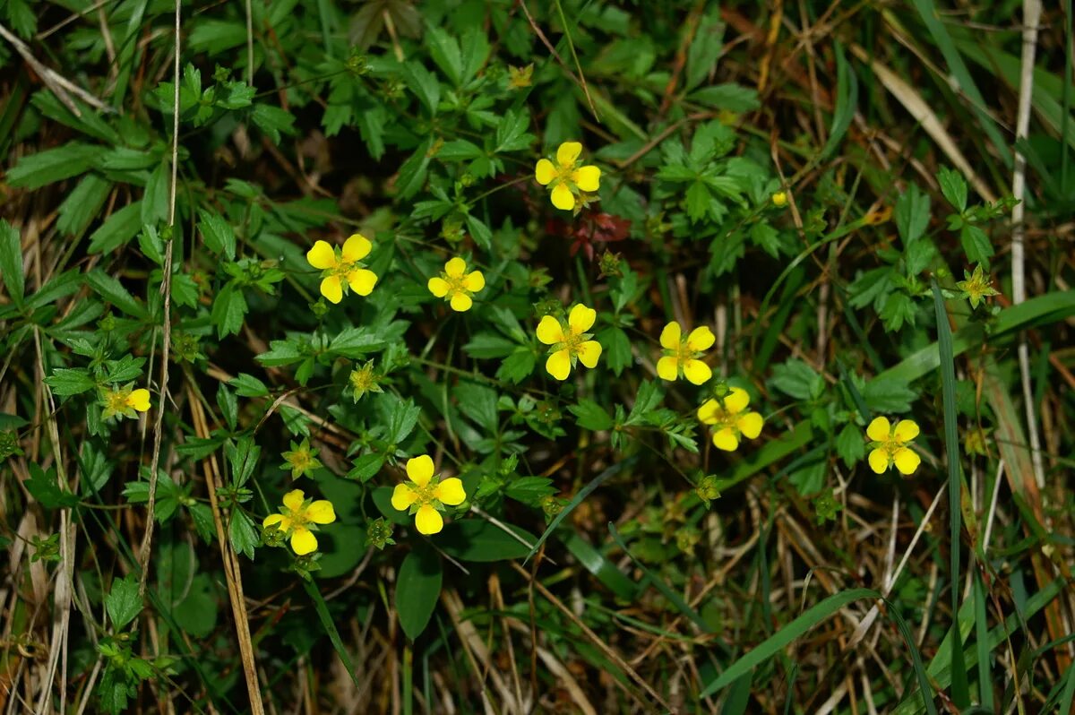 Растение калган как выглядит и где растет File:Potentilla erecta j2.JPG - Wikimedia Commons