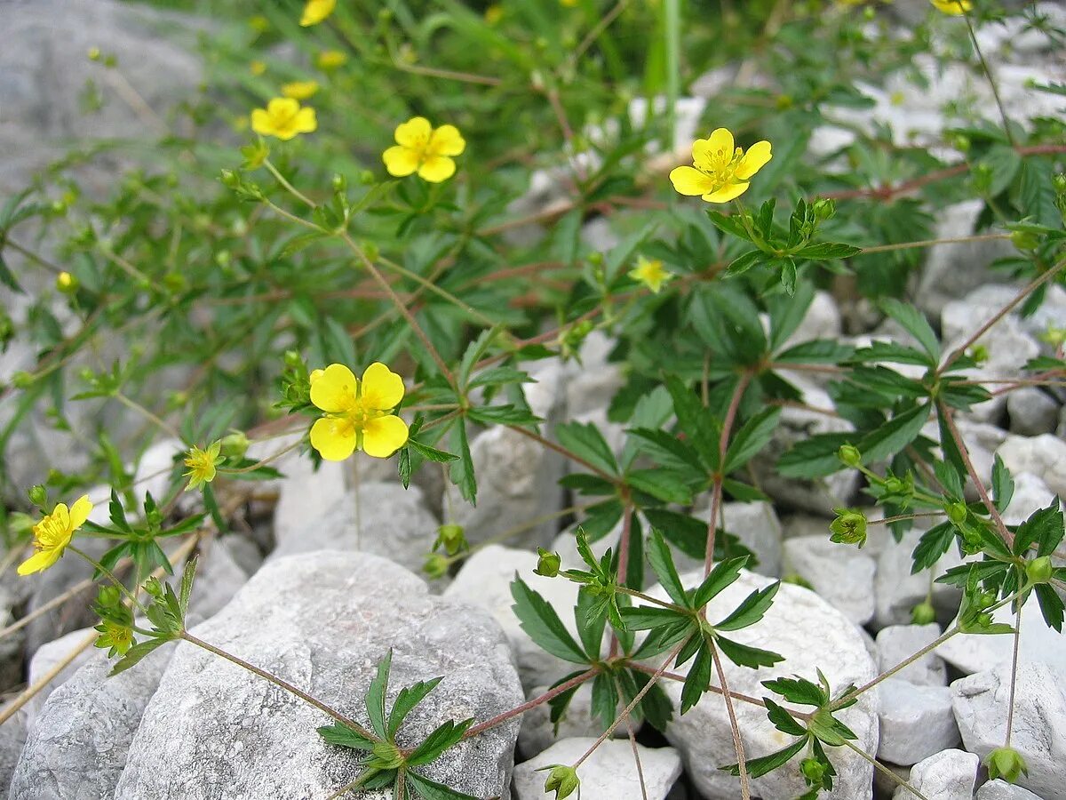 Растение калгана как выглядит фото Файл:Potentilla erecta01.jpg - Вікіпедыя