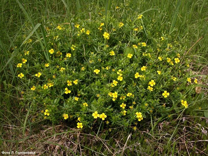 Растение калгана как выглядит фото Potentilla erecta (L.) Raeusch. - Лапчатка прямостоячая, калган