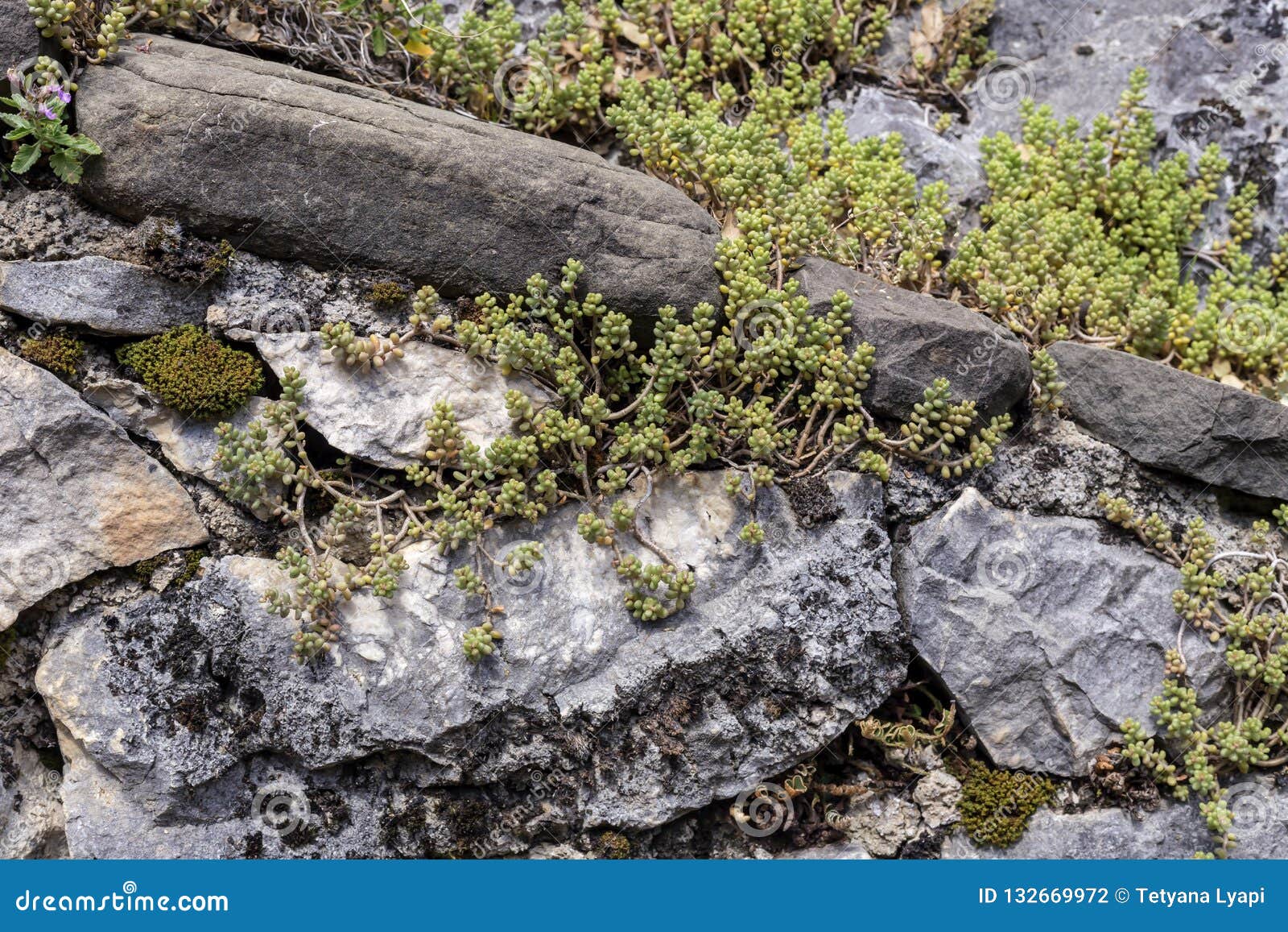 Растение камень фото Низкорослый альбом Sedum завода растет на камнях Стоковое Фото - изображение нас