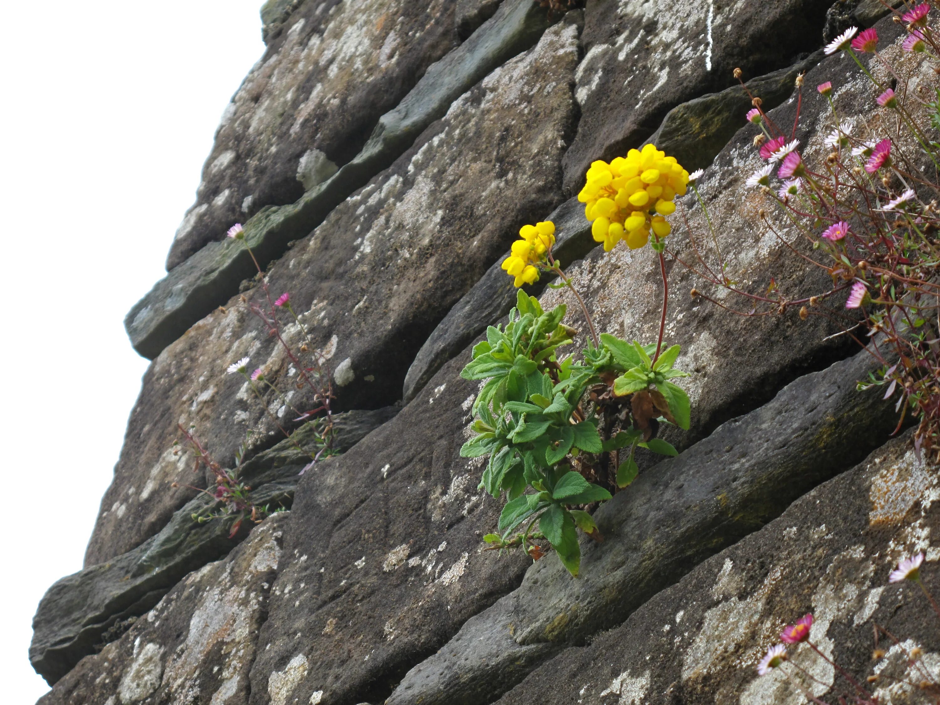 Растение камень фото Free Images : nature, flower, adventure, stone, rock climbing, terrain, flora, r