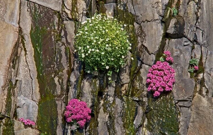 Amazon.com: Brain Cactus Seeds Plants