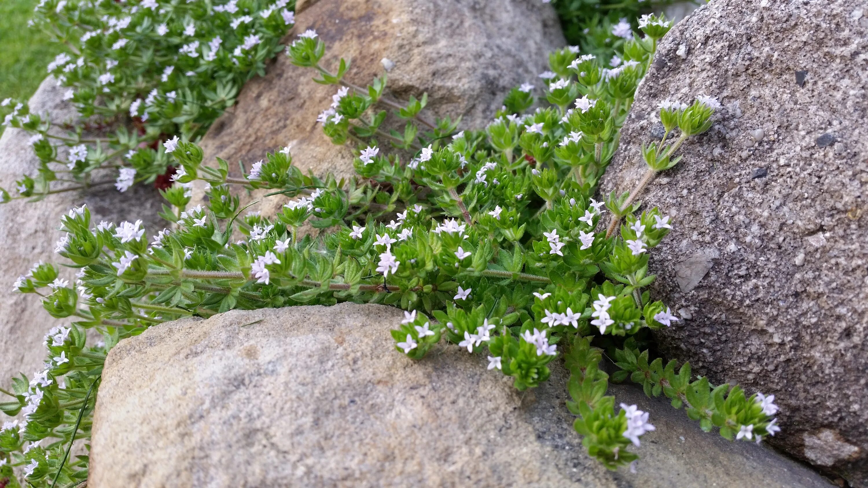 Растение камень фото Free Images : nature, rock, lawn, leaf, flower, wall, green, herb, produce, bota