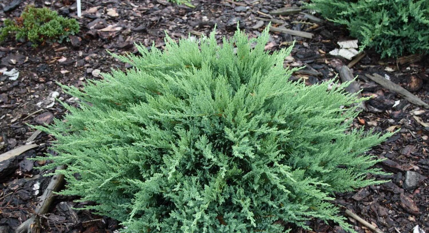 Растение казацкий можжевельник фото Можжевельник(Juniperus Andorra Compacta) C2 40-60 40-60