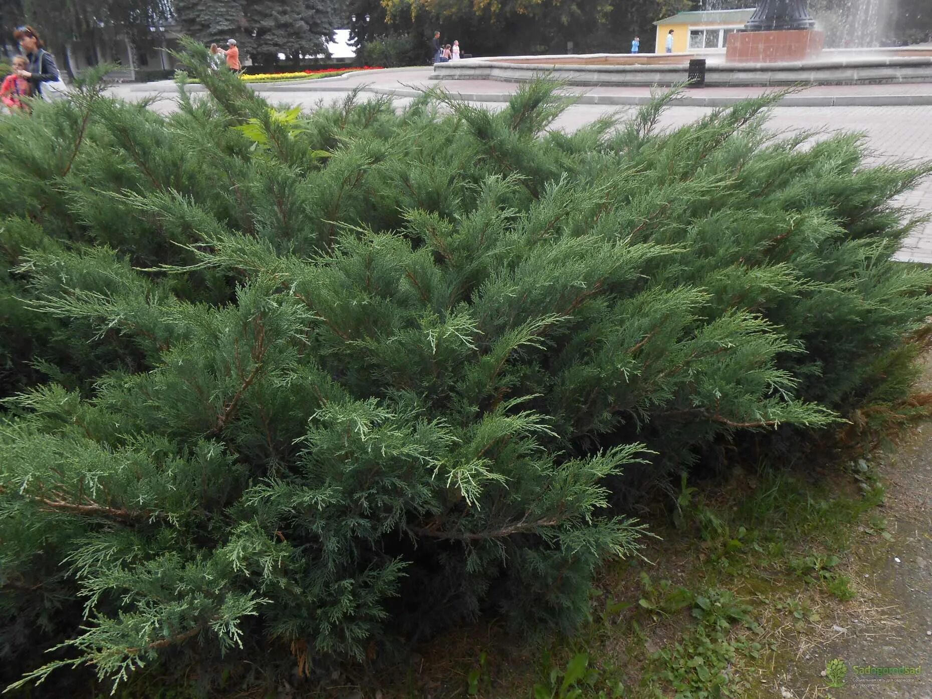 Растение казацкий можжевельник фото Фото Juniperus davurica Leningrad Эко-фокус Фотогалерея природы на dia-logika.ru