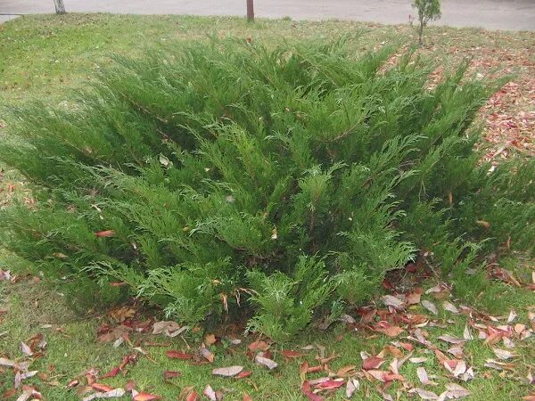 Растение казацкий можжевельник фото Можжевельник казацкий Mas (Juniperus sabina Маs) купить в Самаре