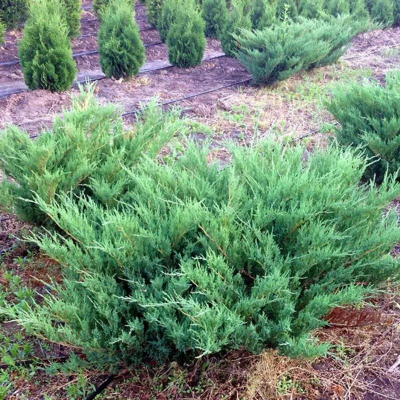 Растение казацкий можжевельник фото Можжевельник казацкий "Блю Данау" (Juniperus sabina "Blue Danube") купить в Ново