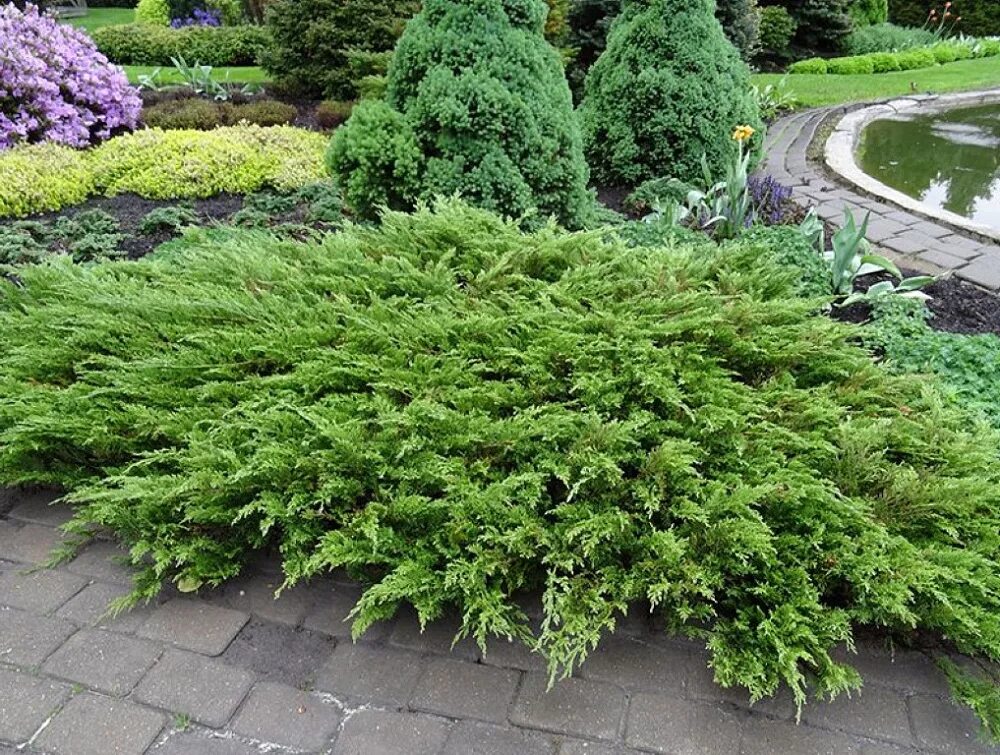 Растение казацкий можжевельник фото МОЖЖЕВЕЛЬНИК КАЗАЦКИЙ РОКЕРИ ДЖЕМ (JUNIPERUS SABINA ROCKERY GEM) "Кедр" Питомник